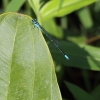 J01_2058 Pseudagrion australasiae